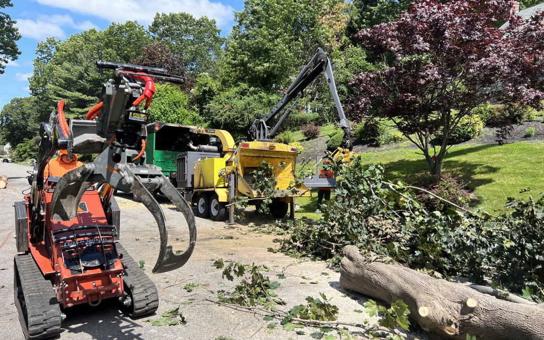 Tree Removal: Prioritizing Safety & Efficiency